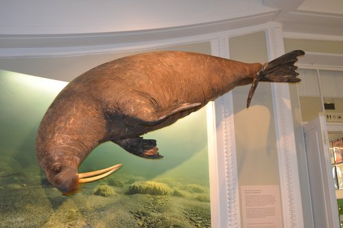 mursu